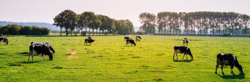 Barenbrug Banner